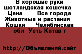В хорошие руки шотландская кошечка › Цена ­ 7 - Все города Животные и растения » Кошки   . Челябинская обл.,Усть-Катав г.